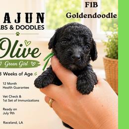 1400.00 Olive: Light Green Collar - Black female Goldendoodle puppy in Raceland, Louisiana from Cajun Doodles