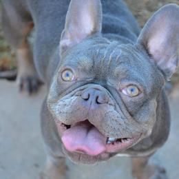 Luna - French Bulldog