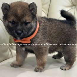 Kiko - Sesame female Shiba Inu puppy in Tualatin, Oregon from Shiba Paradise