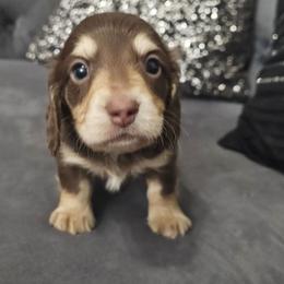 Champagne - Chocolate and cream male Dachshund puppy in Citra, Florida from My Loyal Treasures