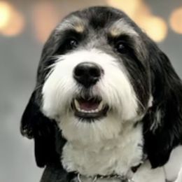 Bernedoodles and Goldendoodles from Farmer Doodles