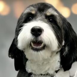 Bernedoodles and Goldendoodles from Farmer Doodles