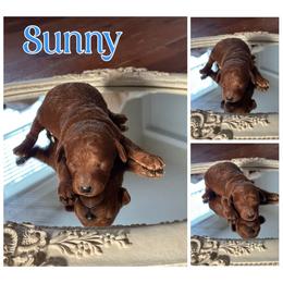 Sunny - Red  male Poodle puppy in Dayton, Texas from Wolfe Island Poodles