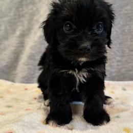 Raven - Black female Cavapoo puppy in Lafayette, Oregon from Wine Country Cavapoos
