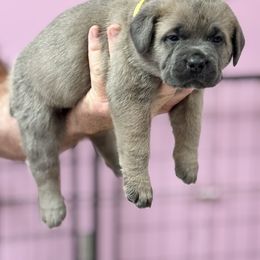 Mellow yellow - Gray and fawn female Cane Corso puppy in Pollock Pines, California from Capitol City Cane Corso