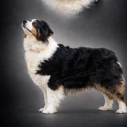 Dutchess - Australian Shepherd