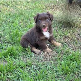 Phantom - Red tri male Miniature Australian Shepherd puppy in Haslet, Texas from Silver Lining Aussies