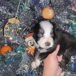 Leo - Black tri male Miniature Australian Shepherd puppy in Angleton, Texas from 4LH Australian shepherds