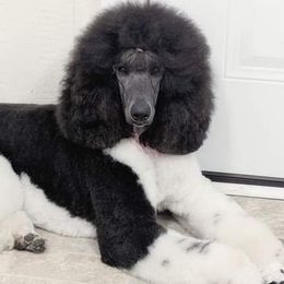 Goldendoodles and Poodles from Lisa Marie's Poodles & Doodles