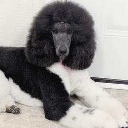 Goldendoodles and Poodles from Lisa Marie's Poodles & Doodles
