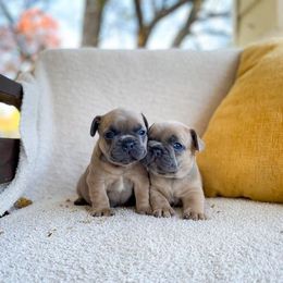 French Bulldog Puppies from Bailey French Bulldogs