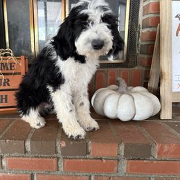 Charlie - Black and white male Old English Sheepdog puppy in Acton, California from Fab OES