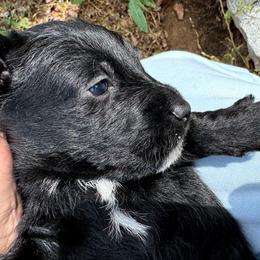 Babbette - Black female Scottish Terrier puppy in Crossville, Tennessee from Cavern Kennels