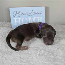 Noel - Cream female Dachshund puppy in Pryor, Oklahoma from Mighty Paws Manor