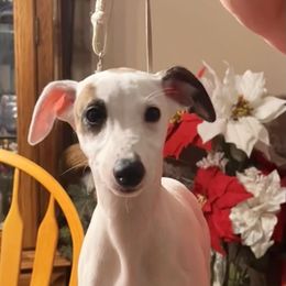Lotta - White and red brindle female Whippet puppy in Brooksville, Florida from Phasion Whippets Kimberly & Paul Norton Sr.