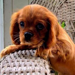 Banksy - Ruby male Cavalier King Charles Spaniel puppy in Watsontown, Pennsylvania from Huntsman Cavaliers