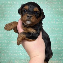 Champagne - Black and tan male Yorkipoo puppy in Coshocton, Ohio from Forever Family Puppies