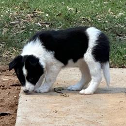 Delta - Black and white female Border Collie puppy in Jonesboro, Arkansas from Hampton Border Collies