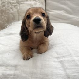 Dachshund and Poodle All Grown Up from Dailey Doodles and Dachshunds