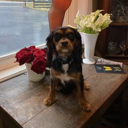 Rosie - Cavalier King Charles Spaniel
