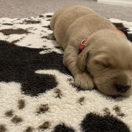 Red Collar - Golden Retriever puppy in Lucedale, Mississippi from Goode LOVIN’ Retrievers