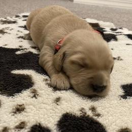 Red Collar - Golden Retriever puppy in Lucedale, Mississippi from Goode LOVIN’ Retrievers