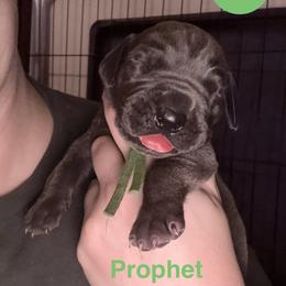 Prophet - Blue male Great Dane puppy in Edwardsville, Illinois from Giants and Munchkins