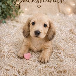 Marshmallow - Cream female Dachshund puppy in Statesville, North Carolina from Lakeside Dachshunds