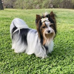Bibi - Biewer Terrier