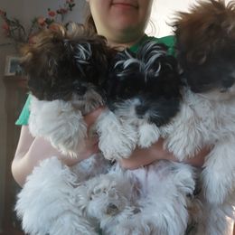 Shihpoos from Rika' Family