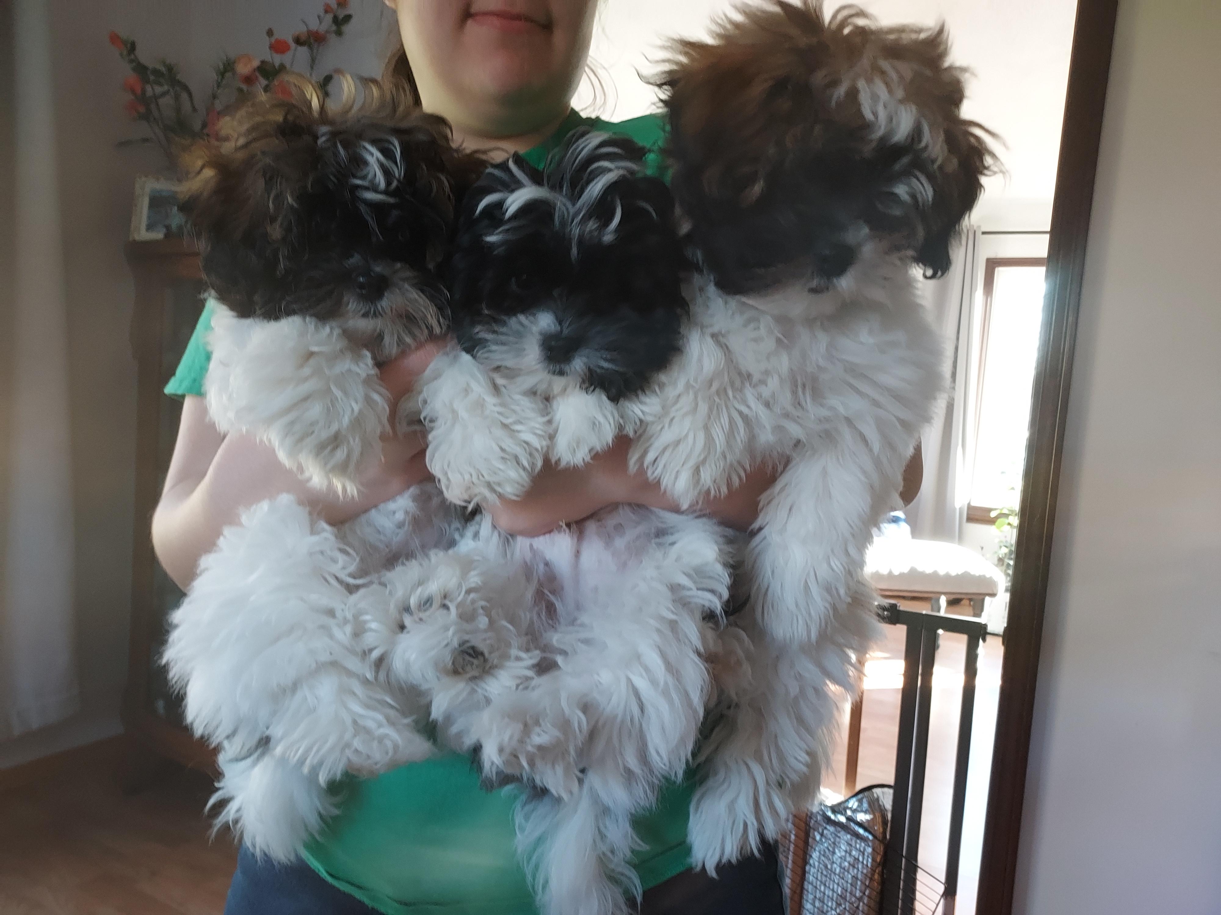 Rika' Family in Indiana | Shihpoo puppies | Good Dog