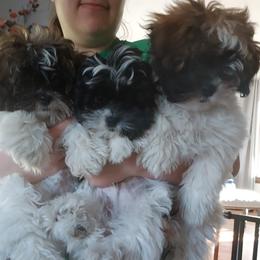 Shihpoos from Rika' Family