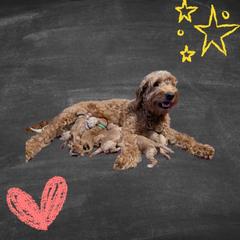 Double Doodles and Goldendoodles from Big Red Paw Doodles