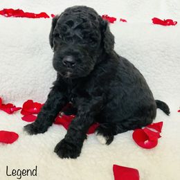 Goldendoodle Puppies from Cruella’s Doodles