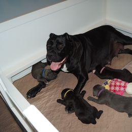Cane Corso Puppies from Knights Watch Cane Corso