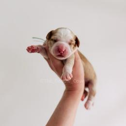 Mint Girl - Caramel female Australian Labradoodle puppy in Syracuse, Indiana from The Doodle Cove