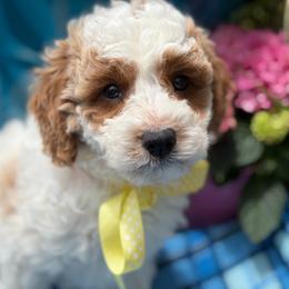 Basil - male Cavapoochon puppy in North Lawrence, Ohio from Liberty Pups