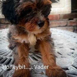 Vader - Tri-color male Cavapoo puppy in Maple Grove, Minnesota from Honey Bit Kennels