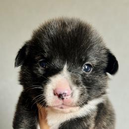 American Corgi Puppies from 5H Corgis