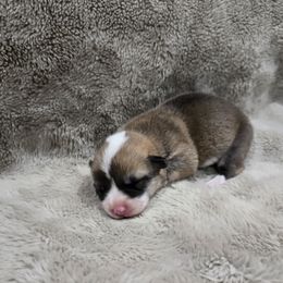 Purple Collar Female - Red female Pembroke Welsh Corgi puppy in Tenino, Washington from LoneStar Corgis NW