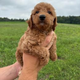 Teddy - Red  male Goldendoodle puppy in Hillsdale, Michigan from My Buddy Ol’ Paws
