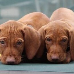 Vizsla Puppies from Andrea St. John's Vizslas