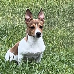 JAX - Teddy Roosevelt Terrier