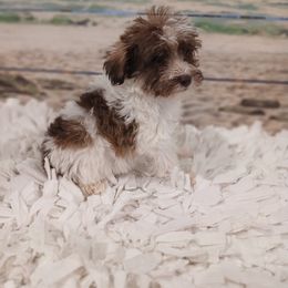 Miniature Schnauzer, Poodle, Schnoodle, and Whoodle Puppies from Kaleidoscope Kennels