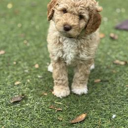 Double Doodle and Goldendoodle Puppies from Red White and Doodle