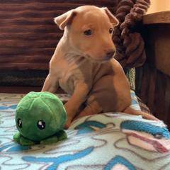 Cirneco dell’Etna Puppies from Ember Hill Cirnechi