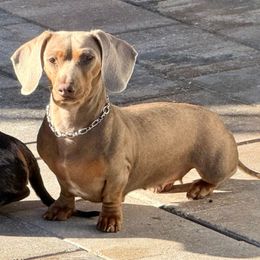 Ginger - Dachshund