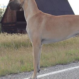 Great Danes from Corson's Danes
