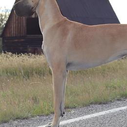 Great Danes from Corson's Danes