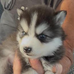 Nikki - Black and white female Pomsky puppy in Spring Hill, Florida from PDQ Pomskies